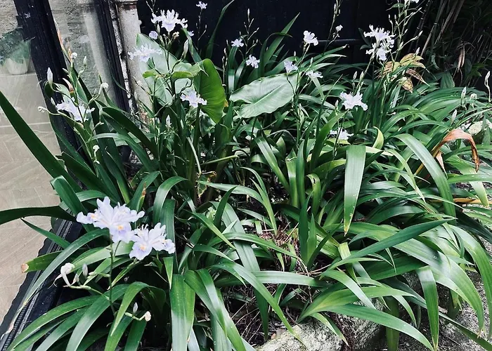 Вилла Tropical House Бордо